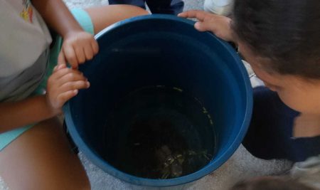 Conhecendo as tartarugas
