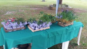 MUDAS DE FLORES E TEMPEROS PARA SEREM ENTREGUES AOS CONVIDADOS DO EVENTO