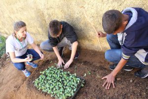 mãos em ação para plantar mais de mil mudas