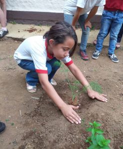 PLANTIO DE MUDAS DE TEMPEROS