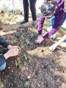 árvore frutífera e muda de verduras foram plantadas na escola