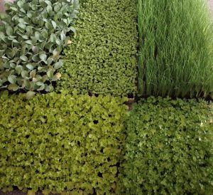 Tudo que for cultivado será colhido pelos alunos e servido na merenda