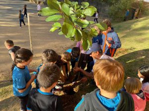 Ensinando os Alunos como Plantar uma Arvore
